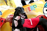 dostihy_chrtů_PC_2010_Czech_Greyhound_Racing_Federation_NQ1M9942-v2.JPG