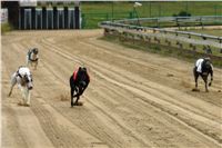 halloween-punk-rock-greyhound-race-czech-greyhound-racing-federation-DSC01825.JPG