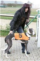 halloween-punk-rock-greyhound-race-czech-greyhound-racing-federation-NQ1M9080.JPG
