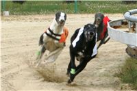 halloween-punk-rock-greyhound-race-czech-greyhound-racing-federation-NQ1M9097.JPG