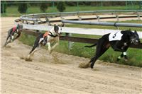 halloween-punk-rock-greyhound-race-czech-greyhound-racing-federation-NQ1M9103.JPG