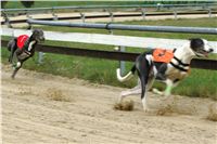 halloween-punk-rock-greyhound-race-czech-greyhound-racing-federation-NQ1M9105.JPG