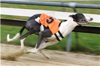 halloween-punk-rock-greyhound-race-czech-greyhound-racing-federation-NQ1M9107.JPG