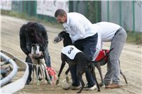 halloween-punk-rock-greyhound-race-czech-greyhound-racing-federation-NQ1M9112.JPG