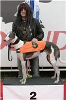 halloween-punk-rock-greyhound-race-czech-greyhound-racing-federation-NQ1M9119.JPG