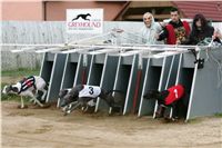 halloween-punk-rock-greyhound-race-czech-greyhound-racing-federation-NQ1M9173.JPG