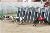 halloween-punk-rock-greyhound-race-czech-greyhound-racing-federation-NQ1M9174.JPG