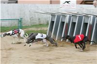 halloween-punk-rock-greyhound-race-czech-greyhound-racing-federation-NQ1M9175.JPG