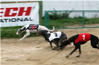 halloween-punk-rock-greyhound-race-czech-greyhound-racing-federation-NQ1M9178.JPG