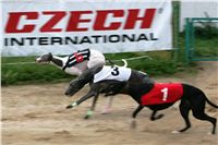 halloween-punk-rock-greyhound-race-czech-greyhound-racing-federation-NQ1M9179.JPG