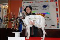 White_Elbony_Zlaty_chrt_Ceska_greyhound_dostihova_federace.jpg