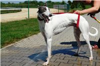 White_Elbony_Zlaty_chrt_Ceska_greyhound_dostihova_federace_DSC02151.JPG