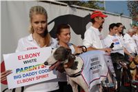 White_Elbony_Zlaty_chrt_Ceska_greyhound_dostihova_federace_DSC05504.JPG