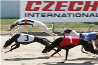 White_Elbony_Zlaty_chrt_Ceska_greyhound_dostihova_federace_NQ1M6074.JPG