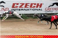 White_Elbony_Zlaty_chrt_Ceska_greyhound_dostihova_federace_NQ1M7650.jpg