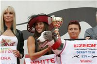 White_Elbony_Zlaty_chrt_Ceska_greyhound_dostihova_federace_NQ1M7699.jpg