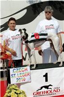 White_Elbony_Zlaty_chrt_Ceska_greyhound_dostihova_federace_NQ1M8515.jpg