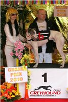 White_Elbony_Zlaty_chrt_Ceska_greyhound_dostihova_federace_Nq1m5023.jpg