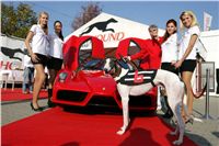 White_Elbony_Zlaty_chrt_Ceska_greyhound_dostihova_federace_a_ferrari_Enzo_NQ1M8402.JPG