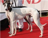 White_Zlaty_chrt_Velmistr_Ceska_greyhound_dostihova_federace_DSC05835.JPG