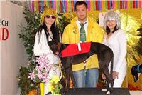 Sjudraget_Lijane_Zlaty_chrt_Ceska_greyhound_dostihova_federace_DSC05125.JPG