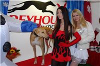 Lemon_Moet_Zlaty_chrt_vitez_Ceska_greyhound_dostihova_federace_DSC00650.JPG