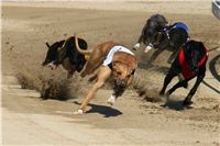 Lemon_Moet_Zlaty_chrt_vitez_Ceska_greyhound_dostihova_federace_DSC03741.JPG