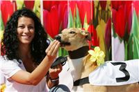 Lemon_Moet_Zlaty_chrt_vitez_Ceska_greyhound_dostihova_federace_Nq1m3126.jpg