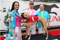 Lemon_Moet_Zlaty_chrt_vitez_Ceska_greyhound_dostihova_federace_winner_Dsc06886.jpg