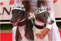 NewMac_Dior_Zlaty_chrt_Ceska_greyhound_dostihova_federace_DSC05206.JPG