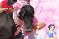 NewMac_Dior_Zlaty_chrt_Ceska_greyhound_dostihova_federace_DSC05379.JPG