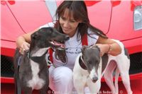 NewMac_Dior_Zlaty_chrt_Ceska_greyhound_dostihova_federace_IMG_0890.JPG