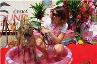 Swift_Cruise_Zlaty_chrt_vitez_Ceska_greyhound_dostihova_federace_DSC07716.JPG