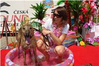 Swift_Cruise_Zlaty_chrt_vitez_Ceska_greyhound_dostihova_federace_DSC07716.JPG