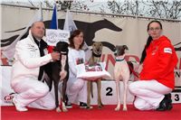 Swift_Cruise_Zlaty_chrt_vitez_Ceska_greyhound_dostihova_federace_DSC09923.JPG