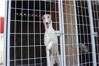 Racing_paddock_Praskacka_Czech_Greyhound_Racing_Federation_10.JPG