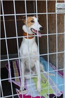 Racing_paddock_Praskacka_Czech_Greyhound_Racing_Federation_3.JPG