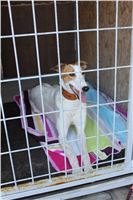 Racing_paddock_Praskacka_Czech_Greyhound_Racing_Federation_4.JPG