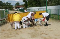 Greyhound_Race_Track_Praskacka_Ceska_greyhound_dostihova_federace_IMG_1539.JPG