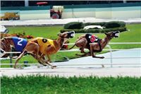 palm_beach_kennel_club_racing.jpg