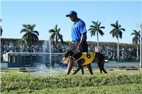 palm_beach_kennel_club_steward.jpg