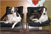 Chrt_White_Elbony_Czech_Greyhound_Racing_Federation_Cayenn-v-kresle-DSC07502.jpg