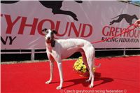 Chrt_White_Elbony_Czech_Greyhound_Racing_Federation_DSC02607.JPG