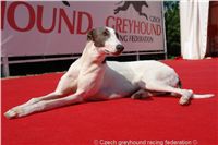 Chrt_White_Elbony_Czech_Greyhound_Racing_Federation_DSC02697.JPG