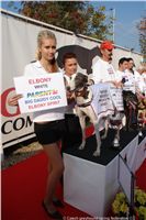 Chrt_White_Elbony_Czech_Greyhound_Racing_Federation_DSC05506.JPG
