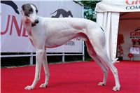 Chrt_White_Elbony_Czech_Greyhound_Racing_Federation_Dsc02672.jpg