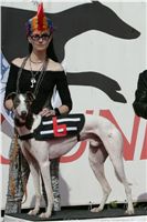 Chrt_White_Elbony_Czech_Greyhound_Racing_Federation_NQ1M6993.JPG