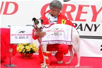 Chrt_White_Elbony_Czech_Greyhound_Racing_Federation_NQ1M7230.JPG