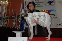 Chrt_White_Elbony_Czech_Greyhound_Racing_Federation_Preucil_DSC_0136_v.jpg
