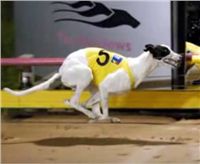 Chrt_White_Elbony_Czech_Greyhound_Racing_Federation_big-daddy-cool-beh.jpg